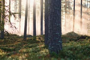 ONE green investment initiative