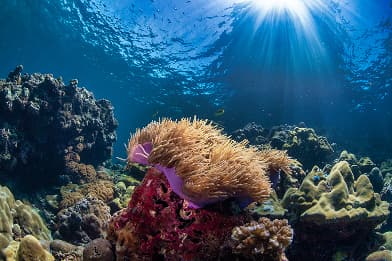 Marine species protection